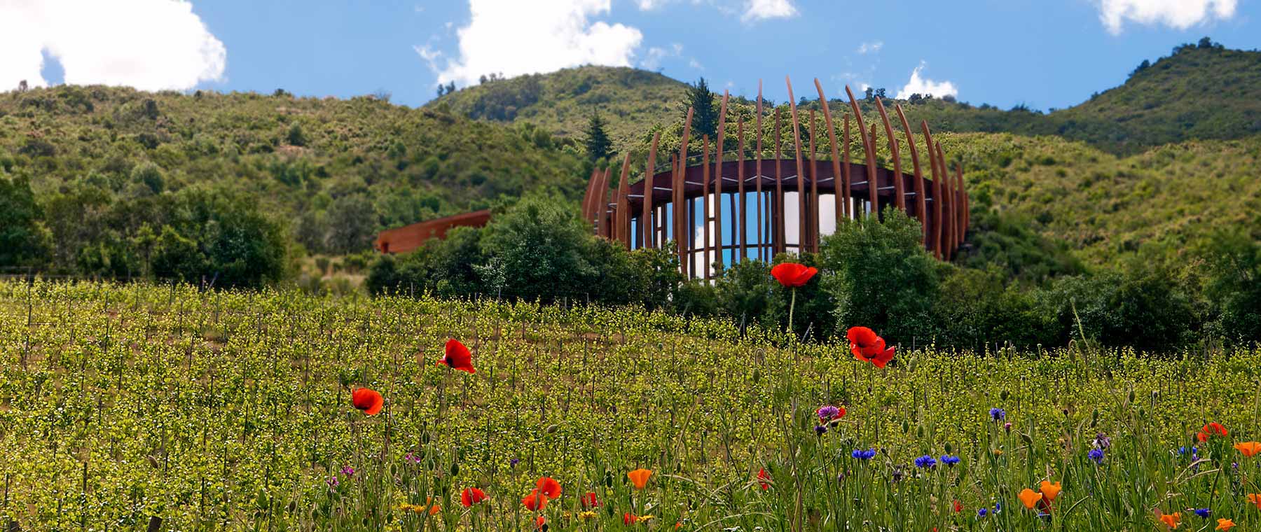 Clos Apalta, APALTA · VALLE DE COLCHAGUA